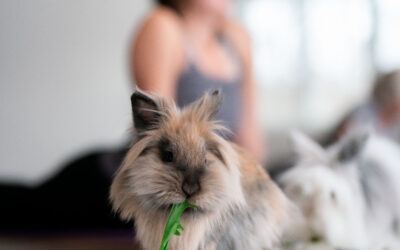 Adult Relaxation Yoga with Bunnies